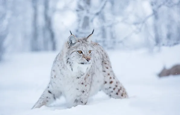 Winter, snow, lynx, wild cat