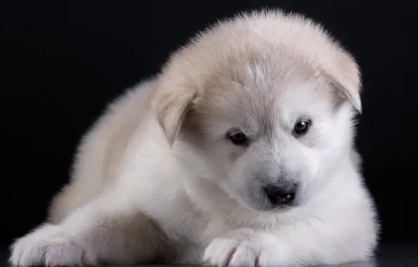 Picture white, puppy, Akita