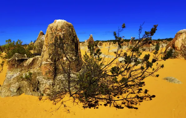 Sand, stones, desert, plant, Australia, Pinnacles