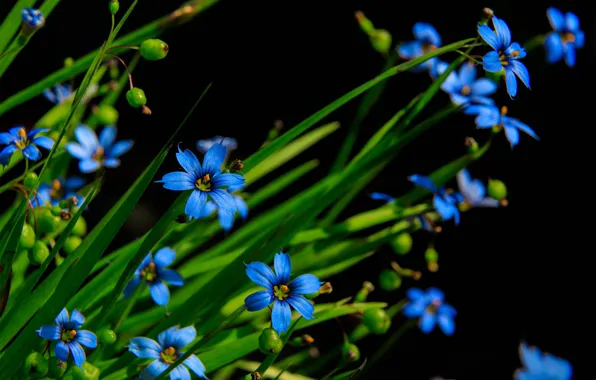 Grass, flowers, photo