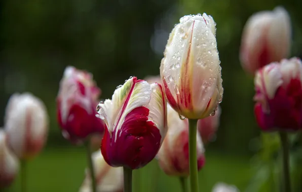 Drops, flowers, spring, tulips, buds, flowerbed, two-tone