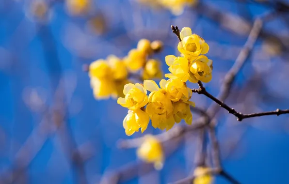 The sky, flowers, branches, spring