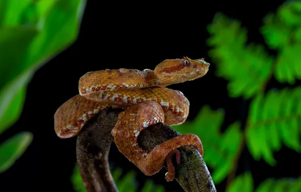 Picture leaves, orange, snake, black background
