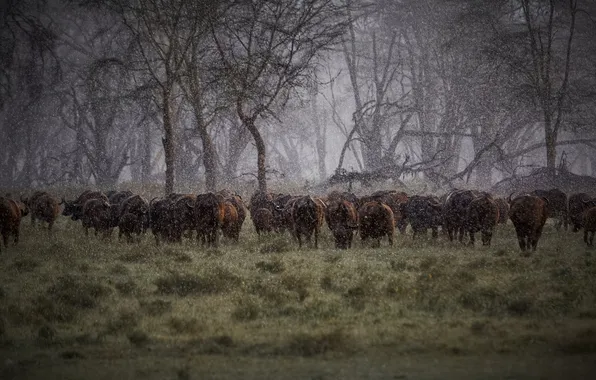 Picture rain, Africa, the herd, Buffalo