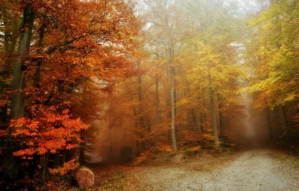 Autumn, forest, fog, road