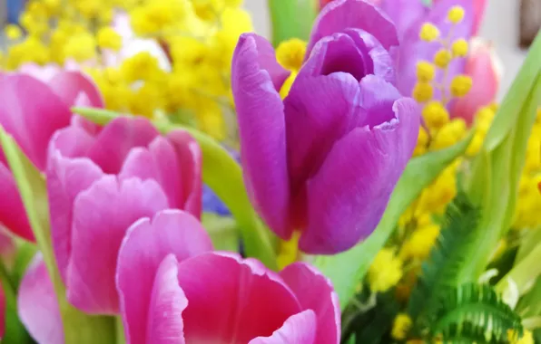 Picture flowers, bouquet, tulips, March 8