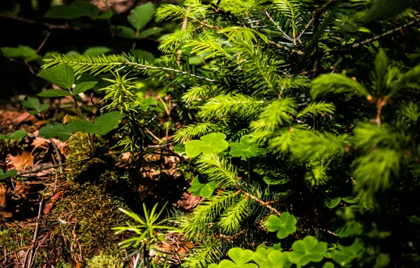 Nature, Earth, Green, Summer, Forest, Leaves, Plants, Woods