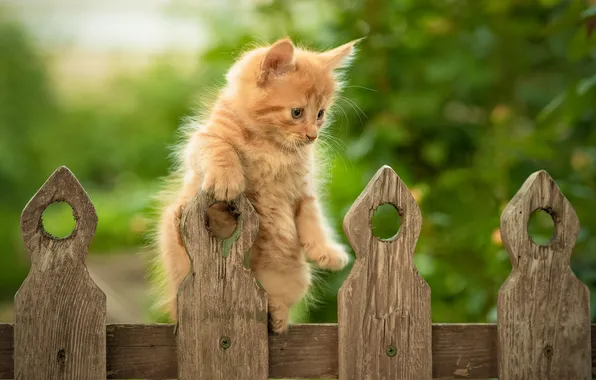 Picture the fence, red, kitty, Yuriy Korotun