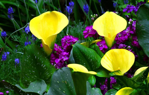Greens, gillyflower, Kala