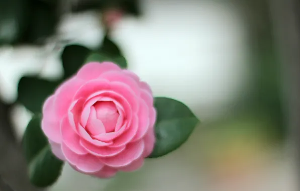 Flower, leaves, macro, pink, petals, blur, Camellia
