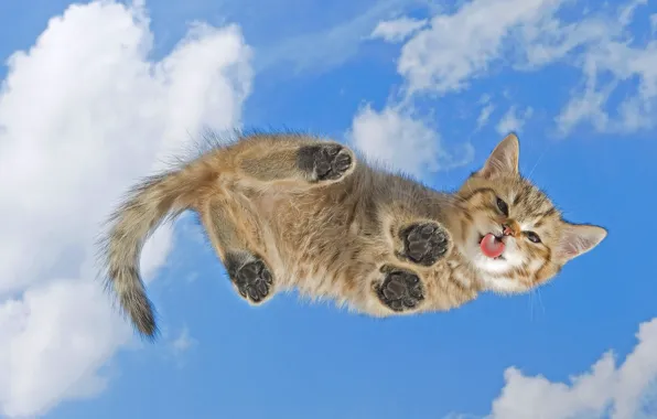 Language, cat, kitty, paws, tail, licks the screen