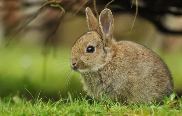 Grass, rabbit, cub, rabbit