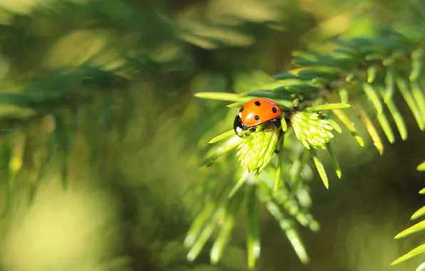 Red, insect, ladybird, twig