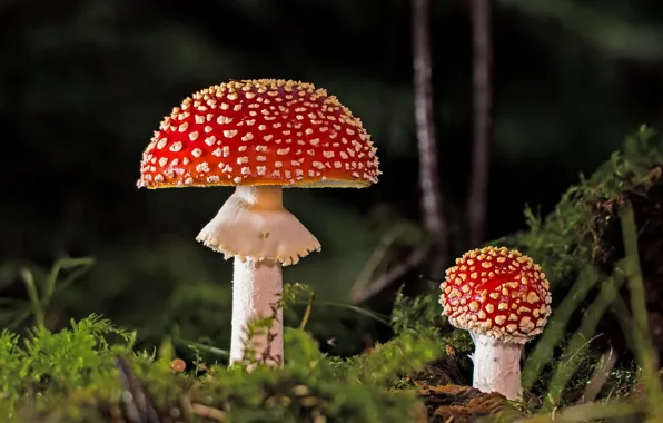 Forest, mushrooms, Amanita, a couple
