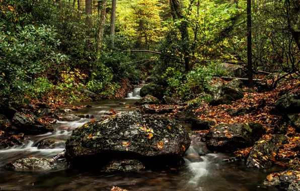 Autumn, forest, river, stones