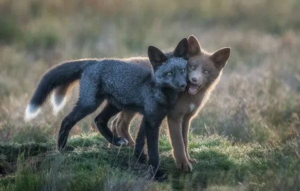 Look, pose, glade, the game, Fox, Fox, a couple, faces
