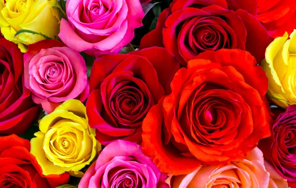Roses, yellow, red, pink, buds, colorful, a lot, closeup
