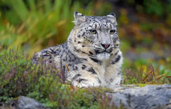 Picture look, face, nature, stones, rain, portrait, IRBIS, snow leopard