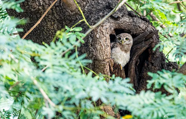 Look, branches, tree, owl, bird, foliage, bokeh, the hollow