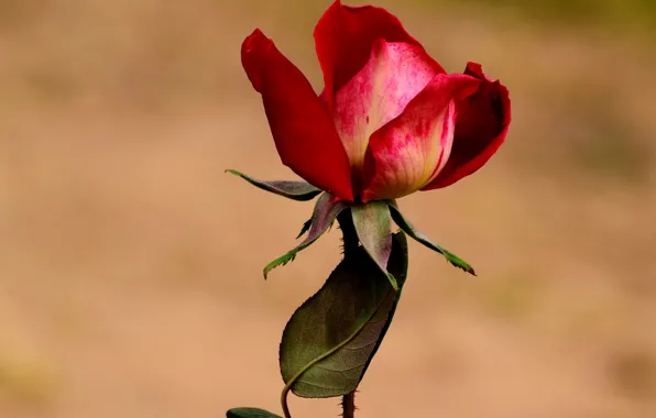 Picture leaves, flowers, red, background, roses, petals, stem, buds