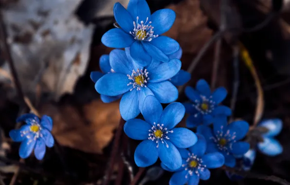 Flowers, the dark background, spring, blue, pechenocna, hepatitis