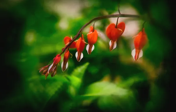 Greens, summer, leaves, flowers, treatment, blur, branch, garden