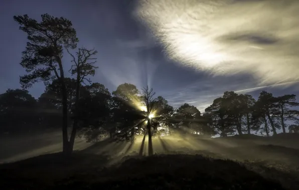 Picture light, nature, fog, morning