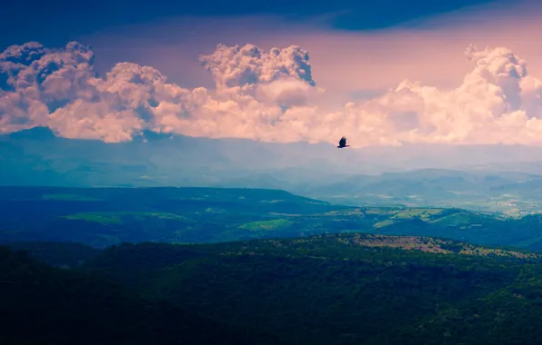 Flying, bird, flight, mountains, clouds, valley