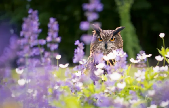 Picture flowers, owl, bird, bokeh, owl, Virgin Filin