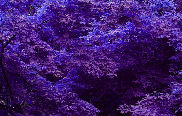 Leaves, trees, purple, blue