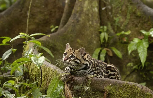 Picture tree, foliage, ocelot