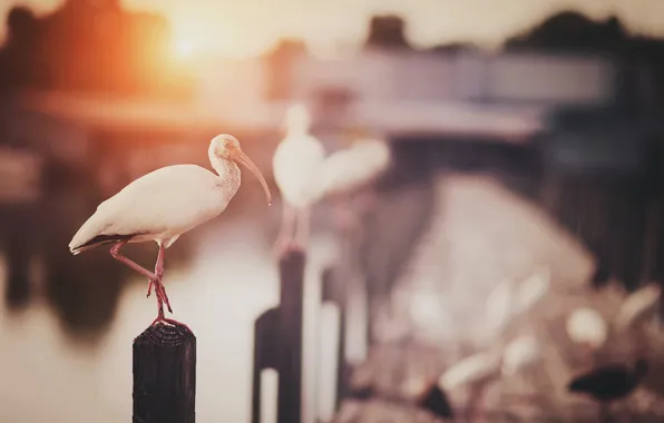 Picture bird, pierce, promenade