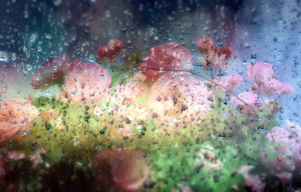Picture glass, water, drops, flowers
