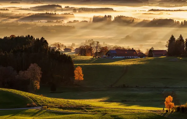 Autumn, forest, rays, light, trees, fog, dawn, hills