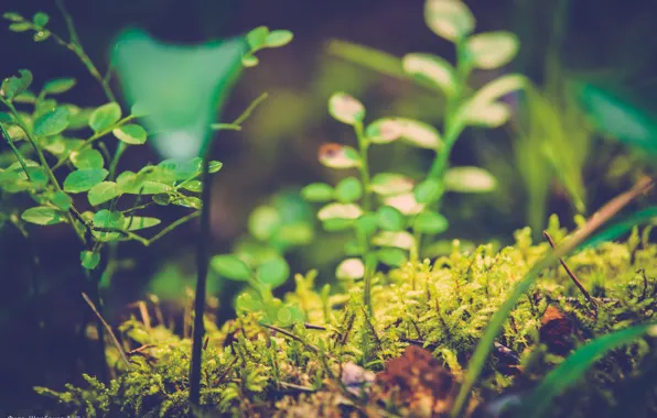 Greens, grass, macro, nature, moss, blueberries, my