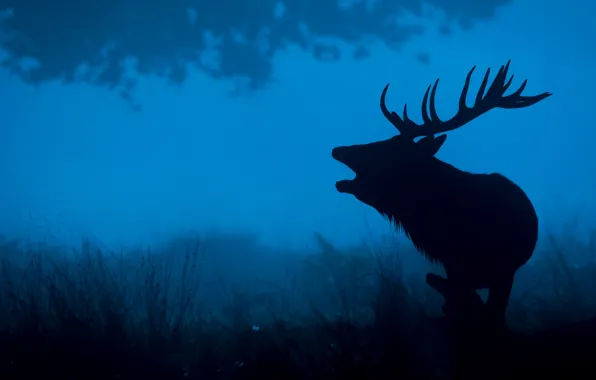 Night, nature, deer, silhouette, horns