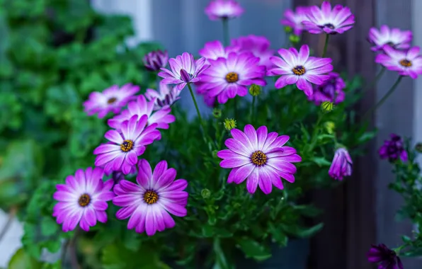 Flowers, bright, garden, pot, lilac, bokeh, osteospermum