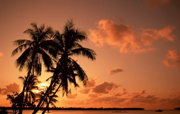 Sunset, vacation, Palm trees
