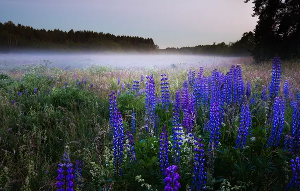 Picture field, forest, summer, flowers, blue, fog, dal, morning