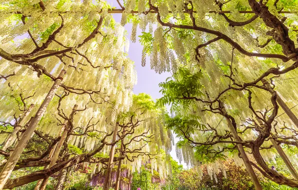 Flowers, nature, Wisteria, Wisteria