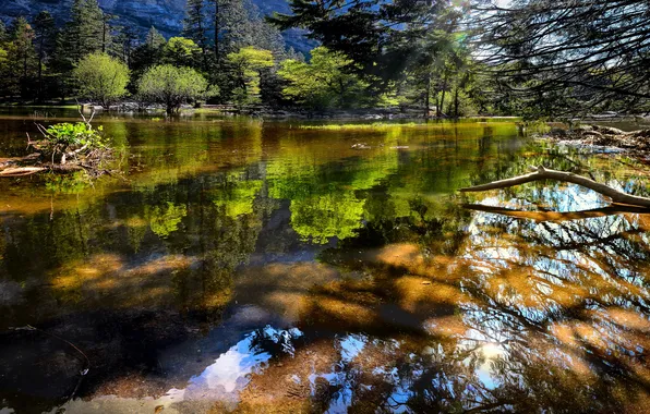 Greens, forest, summer, light, trees, branches, nature, lake