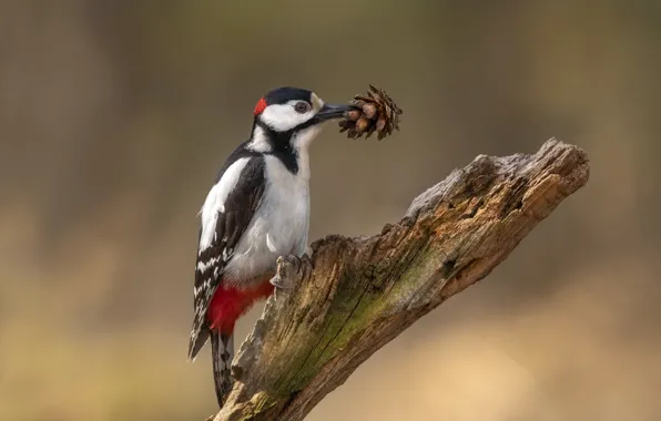 Picture birds, woodpecker, bump