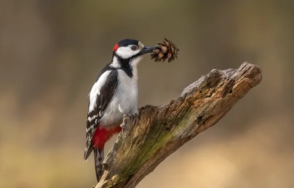 Birds, woodpecker, bump