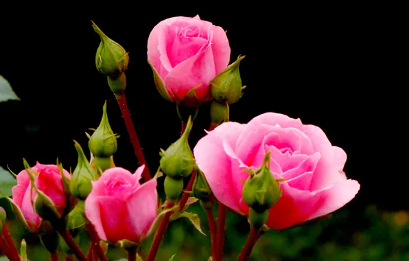 Picture rose, Bush, petals, Bud