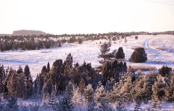 Winter, road, forest, grass, snow, trees, nature, beauty