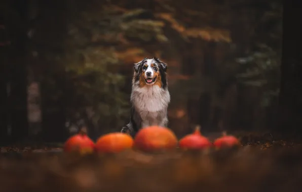 Autumn, forest, look, nature, pose, dog, pumpkin, face