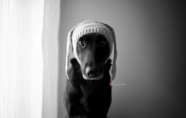 Picture look, hat, dog