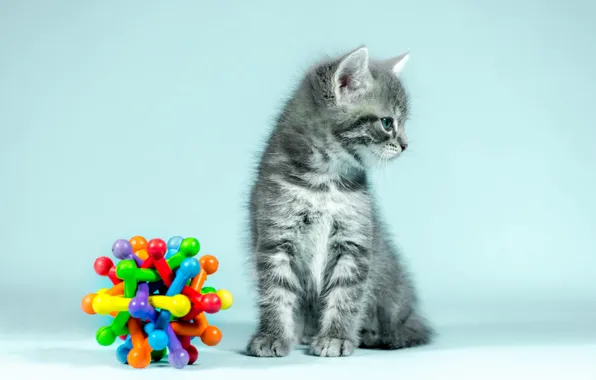 Picture cat, look, pose, grey, background, blue, toy, baby