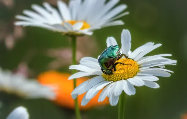 Picture summer, macro, flowers, green, chamomile, beetle, insect, brantovka