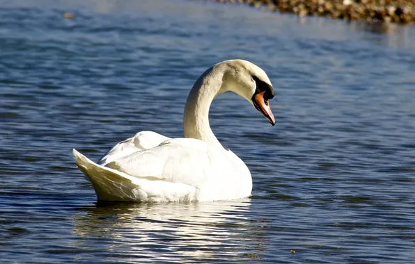 White, ruffle, grace, Swan, pond